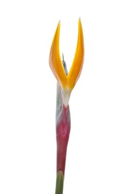 Papier peint  Oiseau de paradis de fleurs (Strelitzia reginae) isolé sur fond blanc