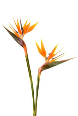Papier peint  Oiseau de paradis de fleurs (Strelitzia reginae) isolé sur fond blanc