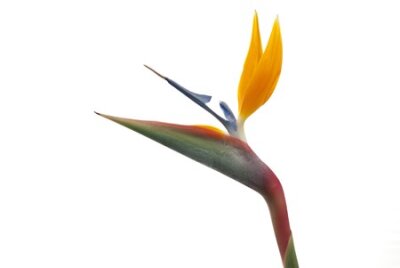 Papier peint  Oiseau de paradis de fleurs (Strelitzia reginae) isolé sur fond blanc