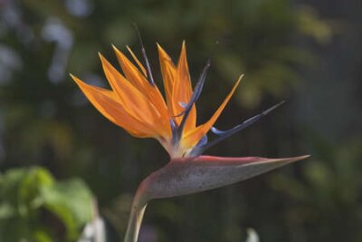 Papier peint  oiseau de paradis de fleurs (Strelitzia), Sud Kauai, Hawaï, USA
