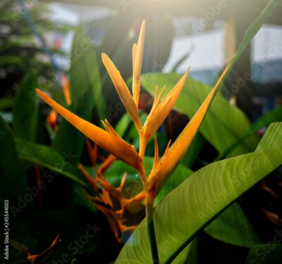 Papier peint  Oiseau de paradis en fleurs (Strelitzia reginae), fleur exotique tropicale orange sur fond de nature feuillage tropical vert foncé avec effet de lumière parasite