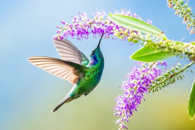Oiseau de paradis et fleurs