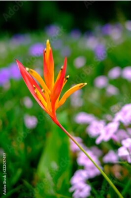 Papier peint  Oiseau de paradis fleur avec fond flou vert, Strelitzia Reginae fleur gros plan