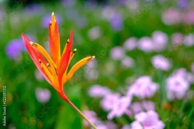 Papier peint  Oiseau de paradis fleur avec fond flou vert, Strelitzia Reginae fleur gros plan