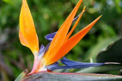 Papier peint  oiseau de paradis, fleur de strelitzia
