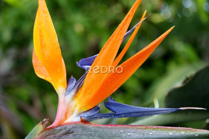 Papier peint  oiseau de paradis, fleur de strelitzia