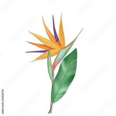 Papier peint  Oiseau de paradis, fleur de Strelitzia dans un style Aquarelle