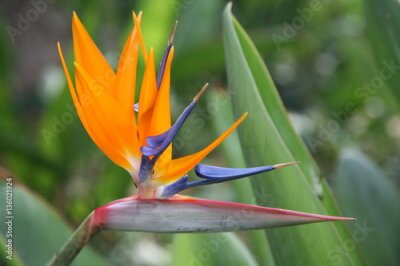 Papier peint  Oiseau de paradis fleur isolé sur fond vert, fleur tropicale, Strelitzia reginae