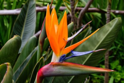 Papier peint  Oiseau de paradis fleur ou Strelitzia fleur de Madère, Portugal