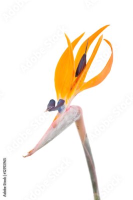 Papier peint  Oiseau de paradis fleur, Strelitzia, isolé