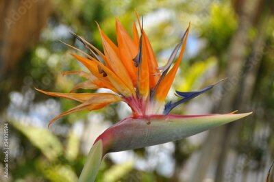 Papier peint  Oiseau de paradis fleur Strelitzia reginae