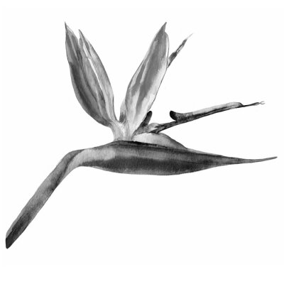 Papier peint  Oiseau de paradis fleur Strelitzia reginae, grue fleur dessinés à la main botanique illustration isolé sur fond blanc plante tropicale exotique Strelicia pour la conception de cosmétiques, carte de vo