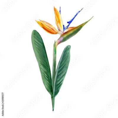 Papier peint  Oiseau de paradis fleur Strelitzia reginae, grue fleur dessinés à la main botanique illustration isolé sur fond blanc plante tropicale exotique Strelicia pour la conception de cosmétiques, carte de vo
