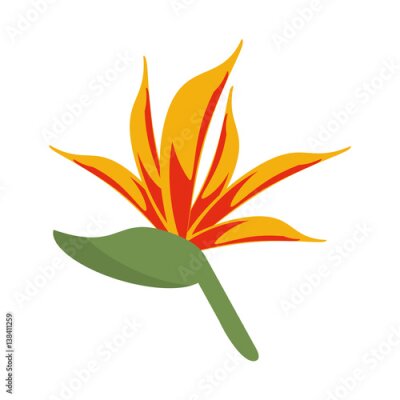 Papier peint  Oiseau de paradis fleur vecteur Illustration eps 10