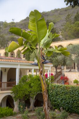 Papier peint  Oiseau de paradis géant blanc ou banane sauvage (Strelitzia nicolai) avec des fleurs noires distinctives dans le jardin méditerranéen