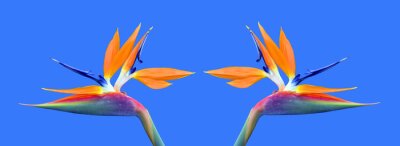 Papier peint  Oiseau de paradis Nom latin Strelitzia reginae flowers