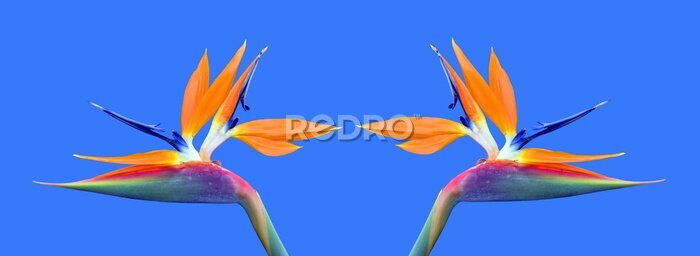 Papier peint  Oiseau de paradis Nom latin Strelitzia reginae flowers