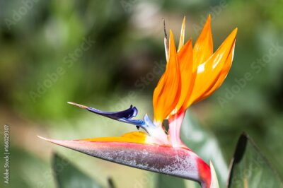 Papier peint  Oiseau de paradis ou strelitzia ou fleur de grue ("Strelitzia reginae") photo macro. La strelitzia est la fleur nationale de Madère, au Portugal.