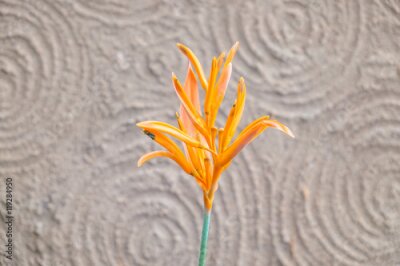 Papier peint  Oiseau, de, paradis, ou, sud, africaine, grue, fleur, botanique, nom, Strelitzia, reginae, orange, fleur, modèle, mur, fond