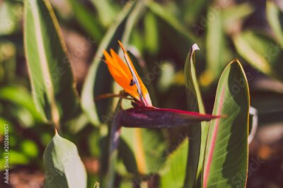 Papier peint  Oiseau de paradis plantes Strelitzia avec des couleurs vibrantes dans un climat subtropical