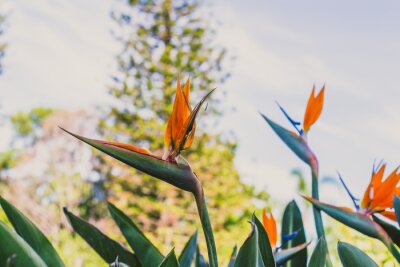 Papier peint  Oiseau de paradis plantes Strelitzia avec des couleurs vibrantes dans un climat subtropical