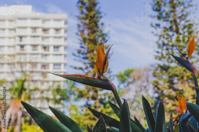 Papier peint  Oiseau de paradis plantes Strelitzia avec des couleurs vibrantes dans un climat subtropical