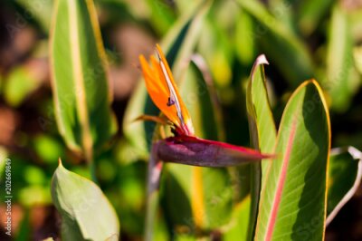 Papier peint  Oiseau de paradis plantes Strelitzia avec des couleurs vibrantes dans un climat subtropical