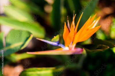 Papier peint  Oiseau de paradis plantes Strelitzia avec des couleurs vibrantes dans un climat subtropical