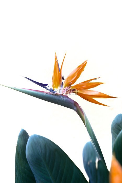 Papier peint  Oiseau de paradis Queenly Strelitzia Fleur devant un mur blanc