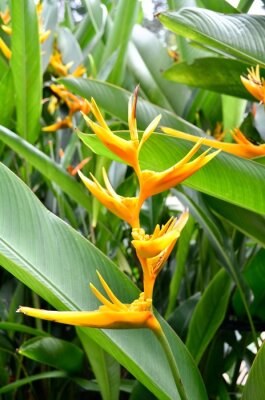 Papier peint  Oiseau de paradis, strelitzia