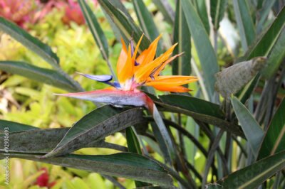 Papier peint  Oiseau de paradis Strelitzia