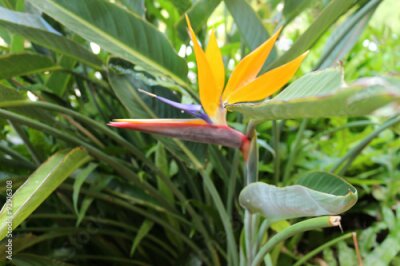 Papier peint  Oiseau de paradis Strelitzia