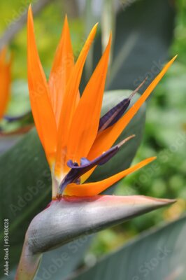 Papier peint  Oiseau de paradis - Strelitzia