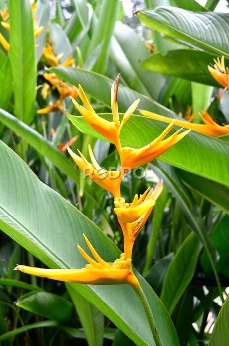 Papier peint  Oiseau de paradis, strelitzia