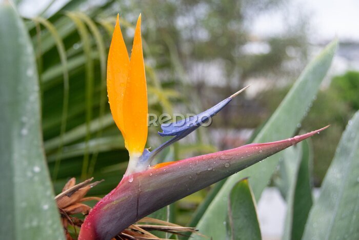 Papier peint  Oiseau de Paradis (Strelitzia)