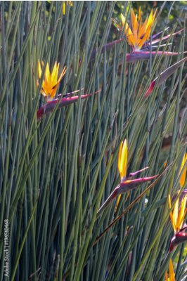 Papier peint  Oiseau de paradis (Strelitzia) au jardin botanique de Kirstenbosch