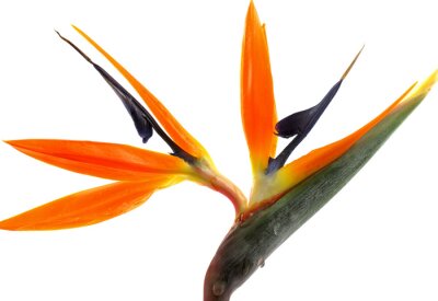 Papier peint  oiseau de paradis, Strelitzia blanc aime