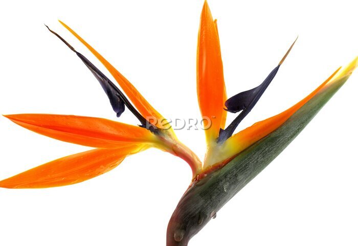 Papier peint  oiseau de paradis, Strelitzia blanc aime