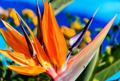Papier peint  Oiseau de paradis, strelitzia exotique dans un jardin