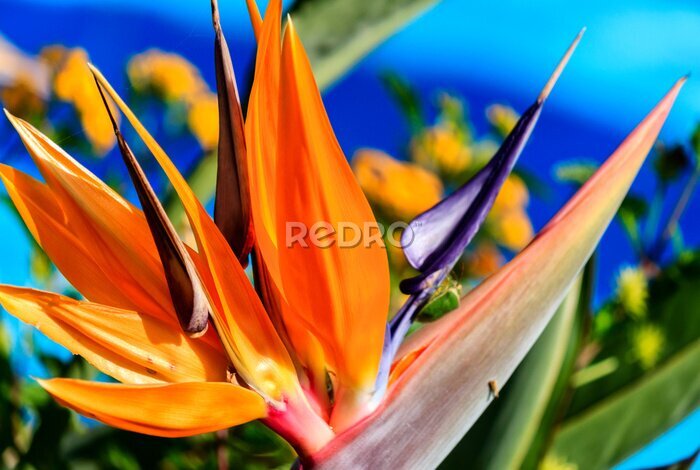 Papier peint  Oiseau de paradis, strelitzia exotique dans un jardin
