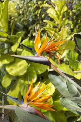 Papier peint  Oiseau de paradis, strelitzia exotique dans un jardin botanique