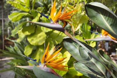 Papier peint  Oiseau de paradis, strelitzia exotique dans un jardin botanique