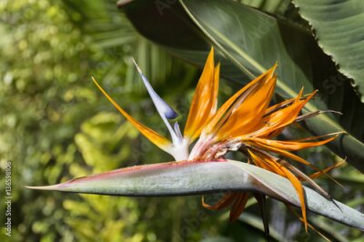 Papier peint  Oiseau de paradis, strelitzia exotique dans un jardin botanique