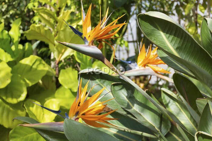 Papier peint  Oiseau de paradis, strelitzia exotique dans un jardin botanique