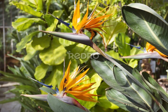 Papier peint  Oiseau de paradis, strelitzia exotique dans un jardin botanique