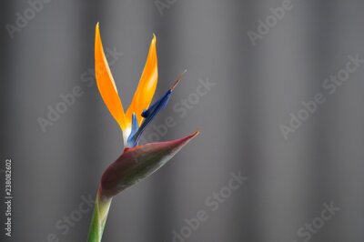 Papier peint  Oiseau De Paradis Strelitzia Fleur Détail