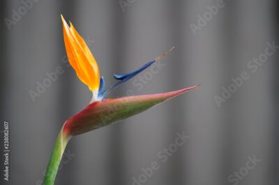 Papier peint  Oiseau De Paradis Strelitzia Fleur Détail