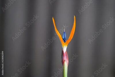 Papier peint  Oiseau De Paradis Strelitzia Fleur Détail
