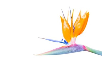 Papier peint  Oiseau de paradis Strelitzia fleur ou grue fleur isolé sur fond blanc