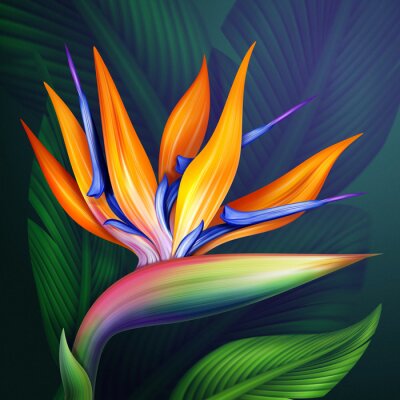 Papier peint  oiseau de paradis Strelitzia fleurs illustration botanique